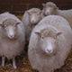Illustration for article titled Dolly the Sheep Is Alive, Alive, Alive, Alive!